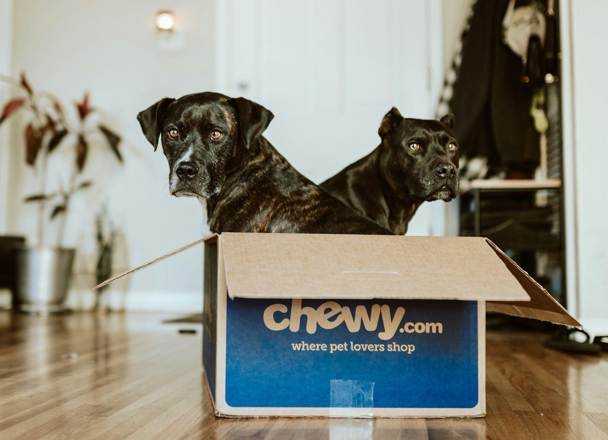 Roaring Kitty’s Next Move: Is Chewy the Next GameStop?