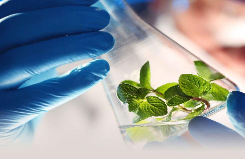 Sensient’s Massive Jump: Robert F. Kennedy Jr.’s Synthetic Dye Ban Could Be a Game-Changer